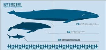地球上最大的动物蓝鲸也会有天敌 虎鲸居然这么猛