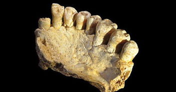 这块新化石可能解释了,为什么中国12万年前就发现现代人类 