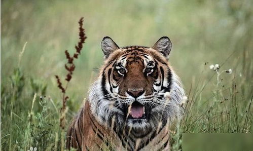 老虎是由什么动物进化而来的 并非你猜想的剑齿虎,它叫做 古猫