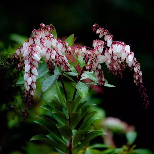 对猫有毒的6种植物,百合剧毒,绿萝 断肠草等等,你家有种吗