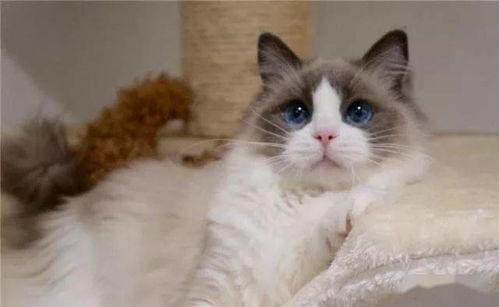 一只布偶猫要多少钱?价格约为1000元至1万元(重点色布偶猫价格)
