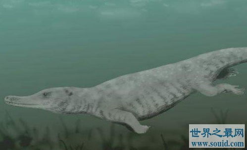 世界上最早的鲸鱼,古蜥鲸竟是从树上跑下来的 