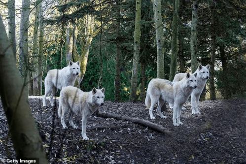 法国动物园9只狼逃出围栏游荡,园方被迫在游人面前射杀群狼