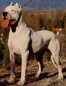 2只藏獒干掉一头狮子 世界上九大顶级恶犬排行榜