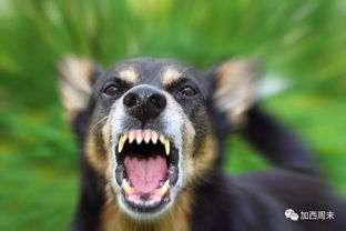 400多条恶犬遍布大温 咬你没商量 大温最危险犬种Top10出炉 