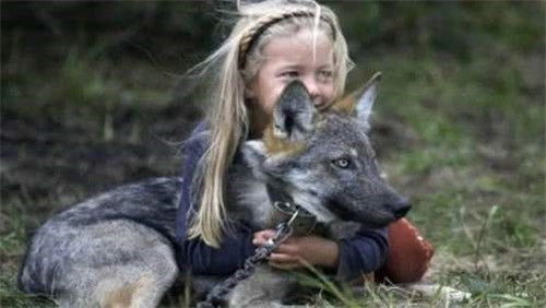 狼遇到人类婴儿时,为何不将其吃掉而是带回狼穴养大 原因很简单