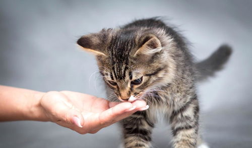 猫不吃铲屎官手中食物,并非是猫不喜欢你,猫性格的差异影响很大