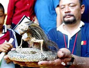 奇闻异事 印尼人头蛇身怪物震惊世界