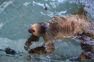 湛江发现水猴子 传说既像水獭又像树懒,水中力大离水则四肢无力