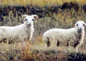 养羊50只一年赚多少钱 如何能降低养羊本钱 目前养羊业存在哪些风险