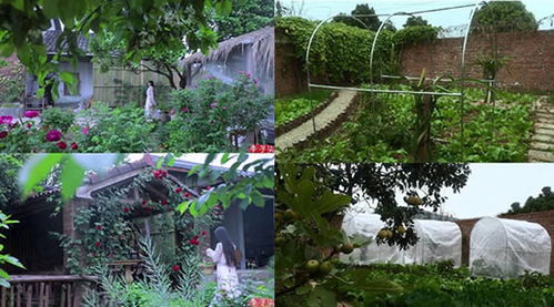李子奇家院子全景图 李的视频可以说在整个网络上很受欢迎 张馨予家的院子全景