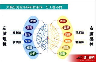 大脑两半球的功能分工介绍