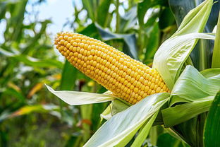 玉米是淀粉类食物,为什么能减肥呢 