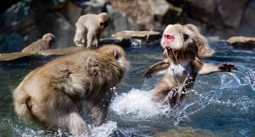 一群猴子经常欺负水獭,水獭的报复方式太残忍,镜头记录全过程