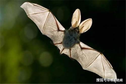 蝙蝠飞到家里是什么预兆 蝙蝠飞到家里预兆幸福