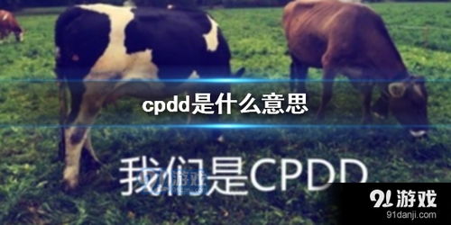 网络用语cpdd是什么意思 网络用语翻译