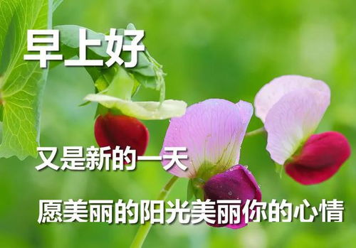 漂亮早上好问候语图片,4月最美早安问候祝福语带字温馨,早安 