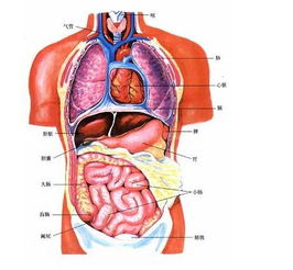 人体内脏器官位置分图布局 人体内脏器官位置图解及其相互作用