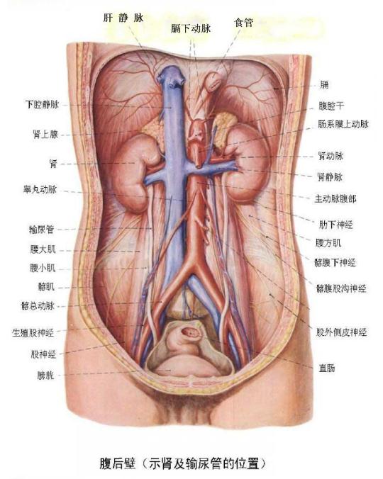 人体器官内脏结构分布图及解说 