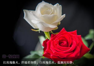 白玫瑰花语 送白玫瑰代表什么意思 