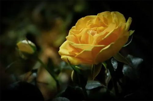 黄玫瑰是什么意思 为什么不适合送恋人(送黄玫瑰花代表什么意思啊)