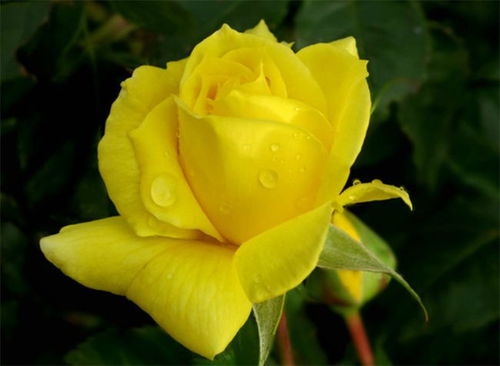 黄玫瑰的花语是什么意思 是幸运和已逝的爱,不要轻易送给恋人