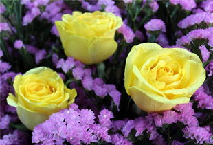 黄玫瑰的花语是什么 黄玫瑰代表什么意思
