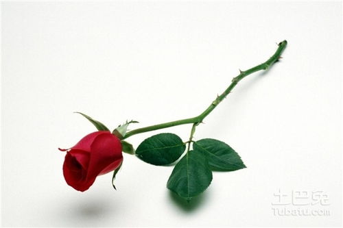 白玫瑰不能随便送人(白玫瑰不能随便送人婚外情人应送什么花)