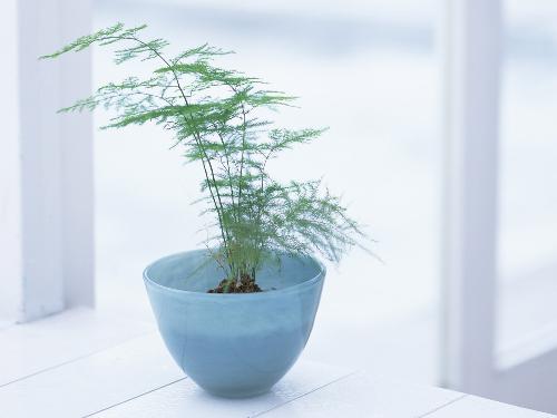 2015佳家居风水植物