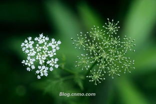 满天星的花语是什么 