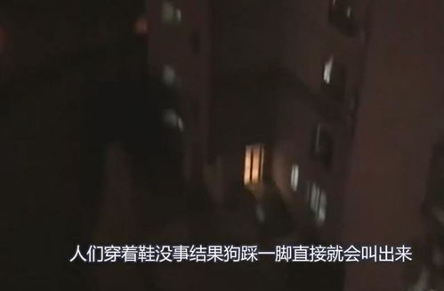 狗狗的 阴阳眼 真的能看见鬼吗