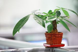 九婆说风水 家居植物风水 