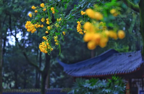 秋雨微凉,35句诗词,带你看尽秋雨之美