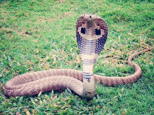 广西女子务农时遇毒蛇险些丧命 这蛇夏季很常见,当心