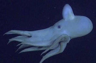 海底十大神秘生物 世界上真有14米长的巨型鱿鱼