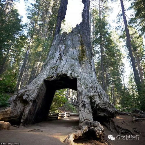 一棵用3000年长出了隧道的树,据说可以穿越到中土世界 