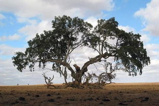 世界上现存活最古老的十大树木 超5000岁
