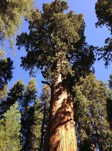 世界上现存活最古老的十大树木 超5000岁