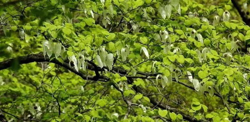 探索阴条岭的神奇与奥秘 走进重庆阴条岭国家级自然保护区生物多样性科普馆