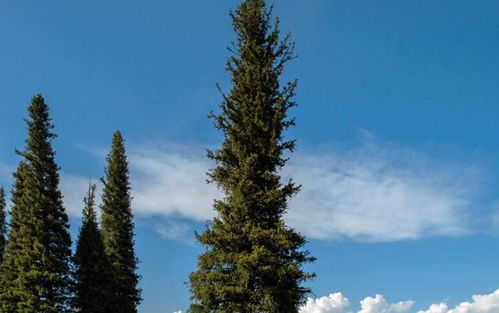 全球寿命最长的树,平均4000多岁,其中一棵活了10000年