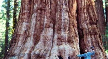 世界上最大的树是美国的雪曼将军树 世界上最大的树是哪个数字