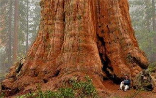 这是棵什么树 活了2700年成为世界第一