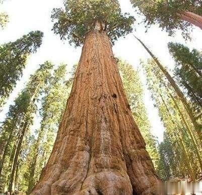 世界上最老的树有万年吗