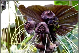 低调的 黑色植物 也有艳丽的一面