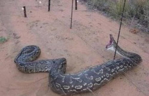 世界上真正的第一巨蛇,桂花巨蟒身长14.8米,重900斤