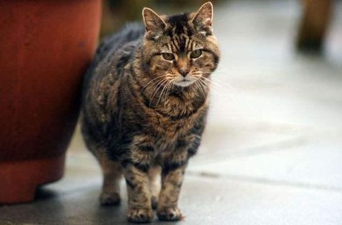 最长寿命的猫,39岁的她相当于人类172岁高龄