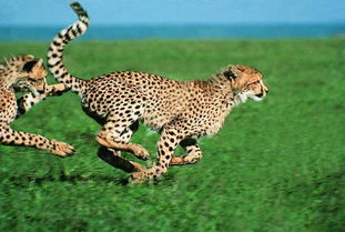 陆地上跑的最快的动物是什么动物 猎豹能跑多久就要停下