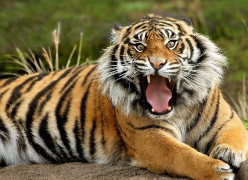 全球十大动物咬合力排行榜,老虎仅排第九,你知道第一名是谁吗 
