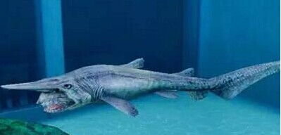 加布林鲨鱼真的会自爆吗?独眼鲨鱼可怕的变异物种 加布林鲨鱼真的会爆炸吗