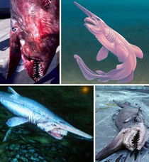 盘点海洋世界中最奇特的十种鲨鱼 